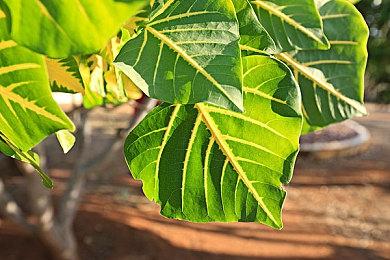 《任天堂大乱斗》推出《怪物猎人物语2》联动命魂